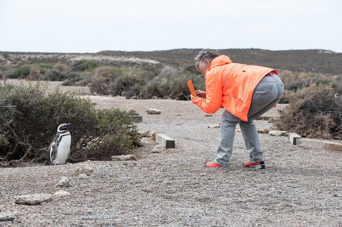 Cruise Shore Excursion Ea San Lorenzo Peninsula Valdes - Patagonia - Argentina - Estancia San Lorenzo: The Magellanic penguin rookery moment