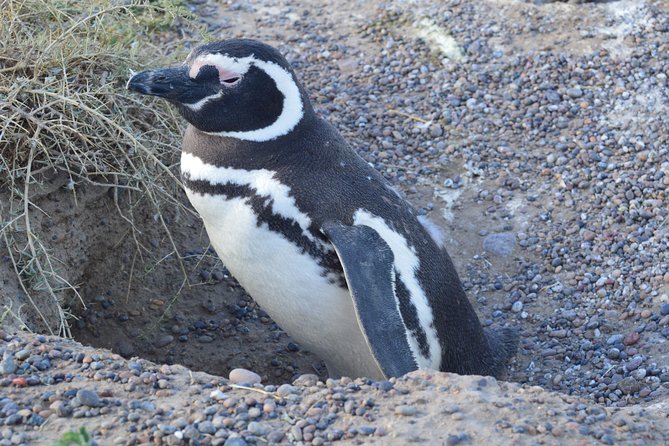 Cruise Shore Excursion Peninsula Valdes - Pto Madryn - Patagonia - Argentina - Stop at El Desempeño: your orientation before the wildlife areas