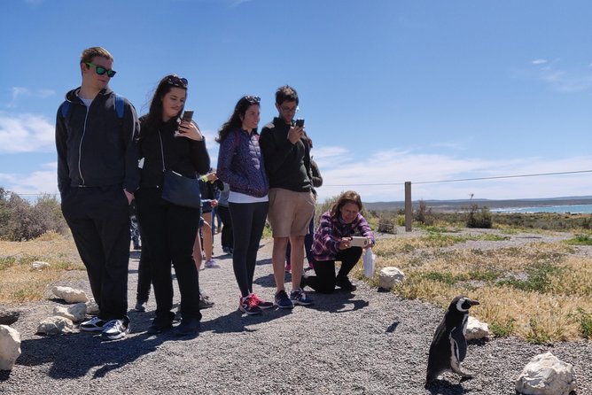 Cruise Shore Excursion Punta Tombo with Boxlunch from Pto Madryn - Key things to know before you go