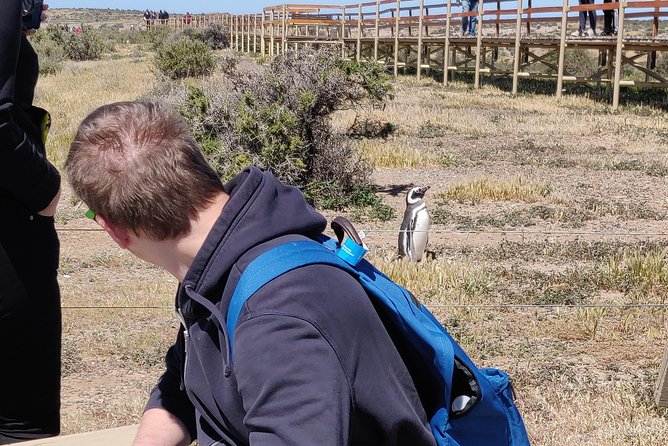 Cruise Shore Excursion Punta Tombo with Boxlunch from Pto Madryn - Guide quality matters: what you should look for on the day