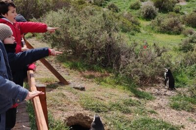 Cruise Shore Excursion Punta Tombo with Boxlunch from Pto Madryn - Walking among nests: what the 1.5 km route actually feels like