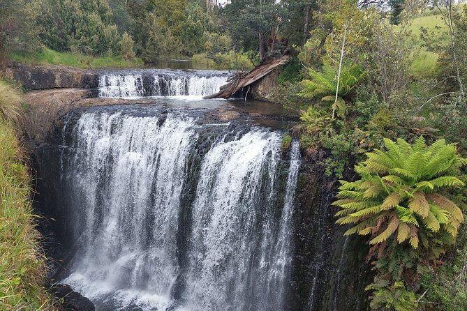Discovering Tasmania: Burnie Shore Excursion - Price and value: what $143.45 covers (and why it feels fair)
