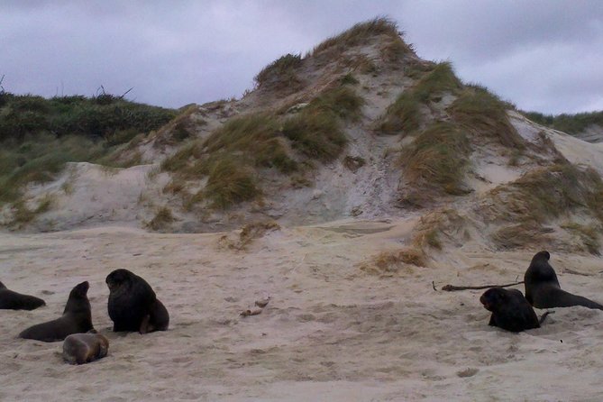 Dunedin Shore Excursion: Small-Group Tour of Dunedin and the Otago Peninsula - Key highlights at a glance