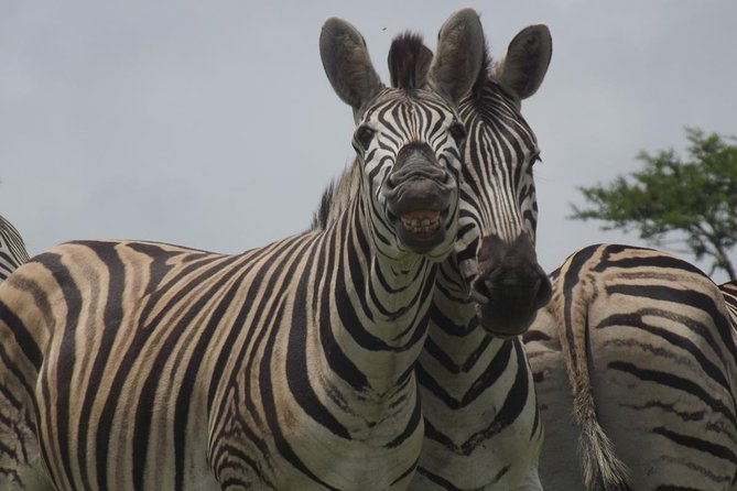 Durban Shore Excursion: Private Small Group Tala Game Reserve - Natal Midlands Safari Vibes, Without the Long Travel Day