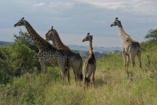 Durban Shore Excursion: Private Small Group Tala Game Reserve - Durban Port Pickup: Simple Start, Real Time Savings