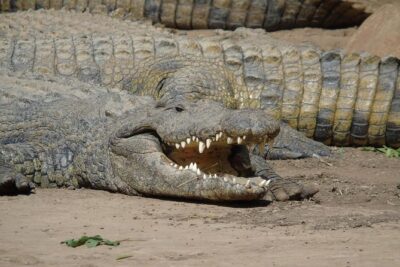 Durban Shore Excursion: Valley of 1000 Hills and PheZulu Tour - Valley of 1000 Hills: river views with real walking time