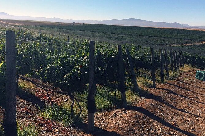 Ensenada Shore Excursion: Wine and Cheese Tour with Lunch in Ojos Negros Valley - The underground cellar plus six-cheese tasting lineup