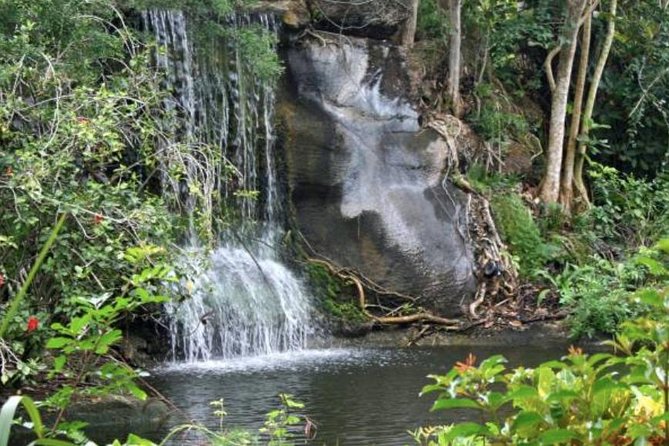 Freeport Shore Excursion: Garden of the Groves and City Tour - Key highlights you should care about