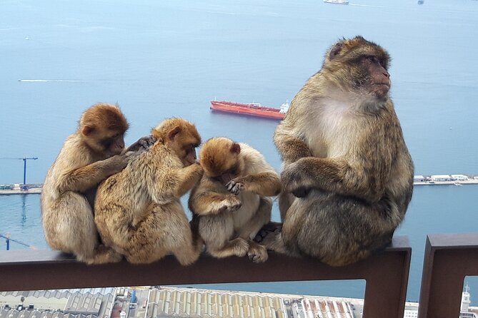 Gibraltar Sightseeing : Classic Shore Excursion (Private) - A fast private circuit of Gibraltar’s top sights