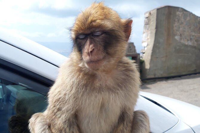 Gibraltar Sightseeing : Classic Shore Excursion (Private) - Rock of Gibraltar: the views and the reason people come