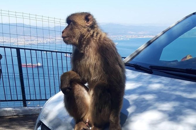 Gibraltar Sightseeing : Extended Rock Tour / Shore Excursion (Private) - Skywalk: Short Walk, Big Views