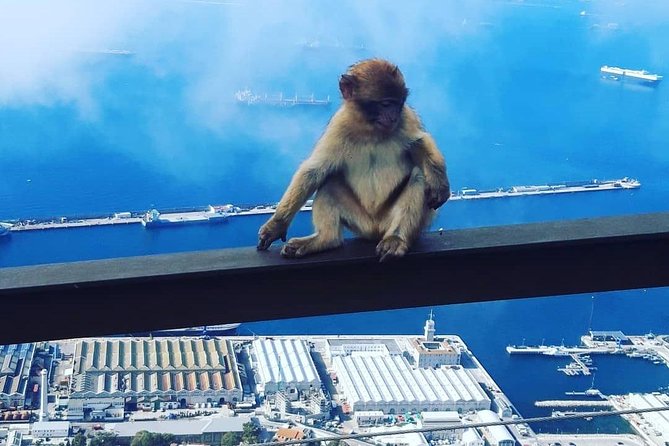 Gibraltar Sightseeing : Extended Rock Tour / Shore Excursion (Private) - Barbary Macaque Feeding Station: The Gibraltar Moment