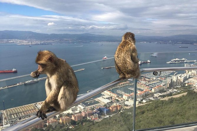 Gibraltar Sightseeing: Premium Rock Tour / Shore Excursion (Private) - St. Michael’s Cave: Caves, the Interior, and First Monkey Encounters