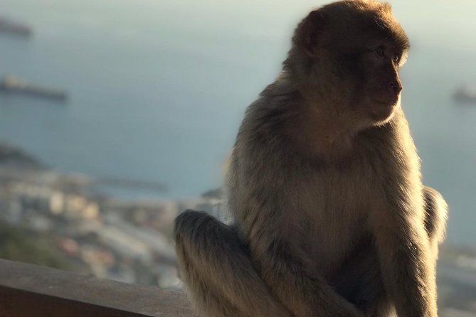 Gibraltar Sightseeing: Premium Rock Tour / Shore Excursion (Private) - Barbary Macaque Feeding Station: The Animal Stop You’ll Actually Remember