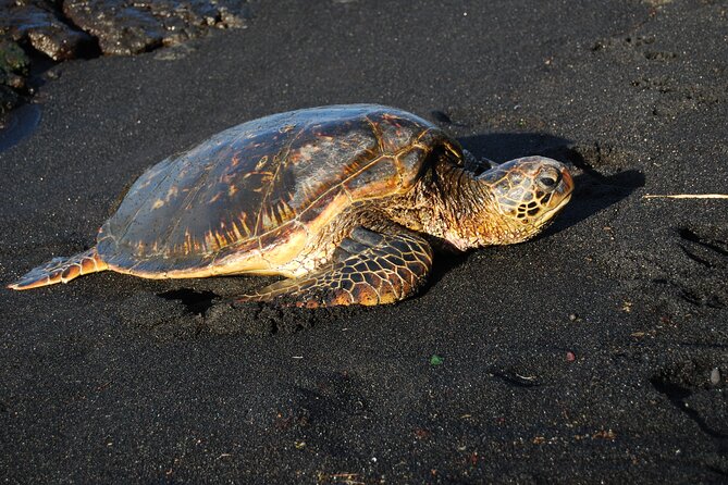 Hilo Shore Excursion: Volcanoes National Park & Black Sand Beach - The Lava Tube Walk at Nahuku–Thurston: Short, Cool, and Not for Everyone