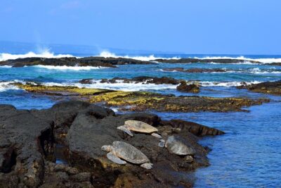 Hilo Shore Excursion: Volcanoes National Park & Black Sand Beach - First Stops in Hilo: History, Waterfalls, and the Big Picture