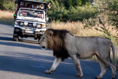 Hluhluwe Big Five Safari Richards Bay Shore Excursion - The Big Five safari reality: what you can count on