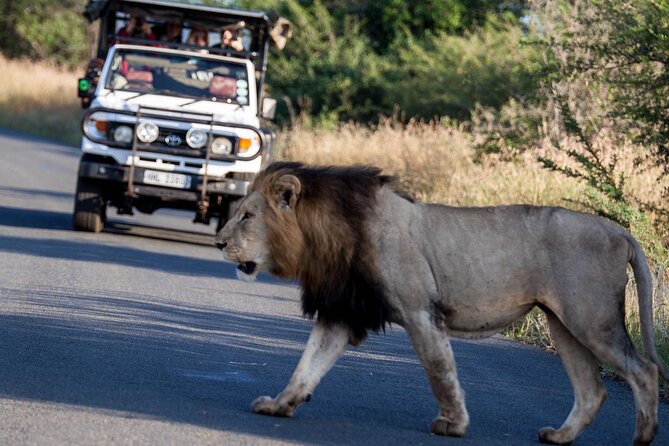 Hluhluwe Big Five Safari Richards Bay Shore Excursion - The Big Five safari reality: what you can count on