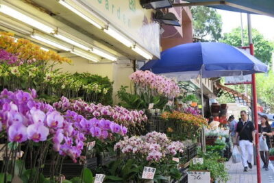 Hong Kong Private Shore Excursion 4/6hrs (with car - MPV) - Kowloon market stops: Lady Market, bird cages, and flower stalls