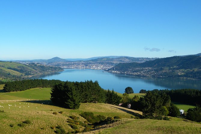Iconic Shore Excursion: Dunedin City Highlights Tour - Stop-by-stop: the four-hour rhythm from Signal Hill to the Octagon
