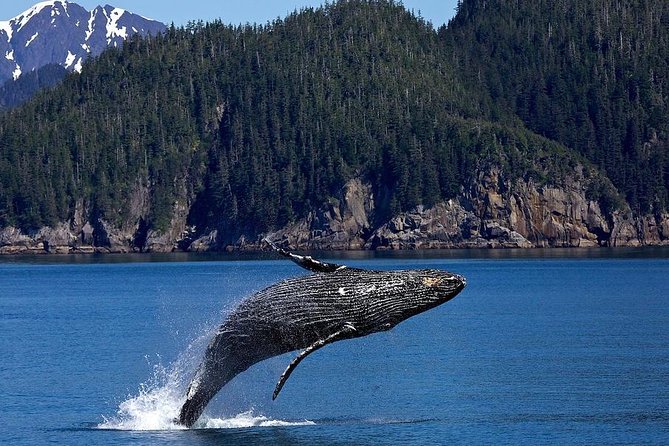 Icy Strait Shore Excursion: Whale Watching Adventure Tour - The Shuttle Ride: Shaman Point Wildlife Odds Before You Even Board