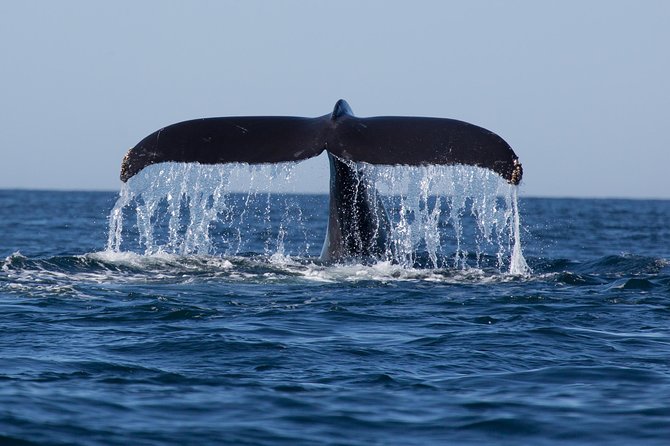Icy Strait Shore Excursion: Whale Watching Adventure Tour - Stop in Hoonah and the Glacier Bay Connection: Why Humpbacks Show Up Here