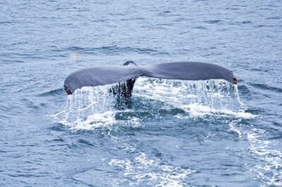 Icy Strait Shore Excursion: Whale Watching Adventure Tour - On-Board Comfort: Heated Cabins, Viewing Decks, and Restrooms