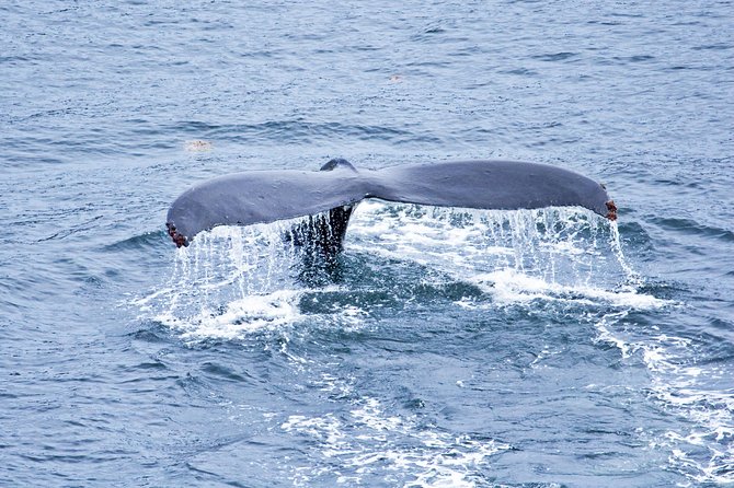Icy Strait Shore Excursion: Whale Watching Adventure Tour - On-Board Comfort: Heated Cabins, Viewing Decks, and Restrooms