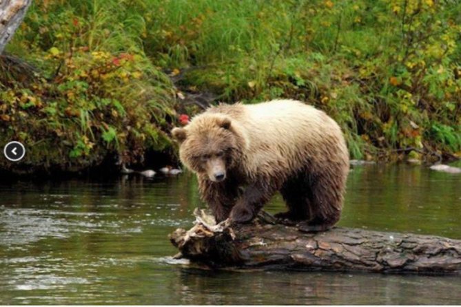Icy Strait Small Group Shore Excursion: We're going on a bear hunt! - Key highlights to know before you go