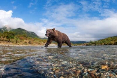 Icy Strait Small Group Shore Excursion: We're going on a bear hunt! - What the 4-hour plan feels like on the ground