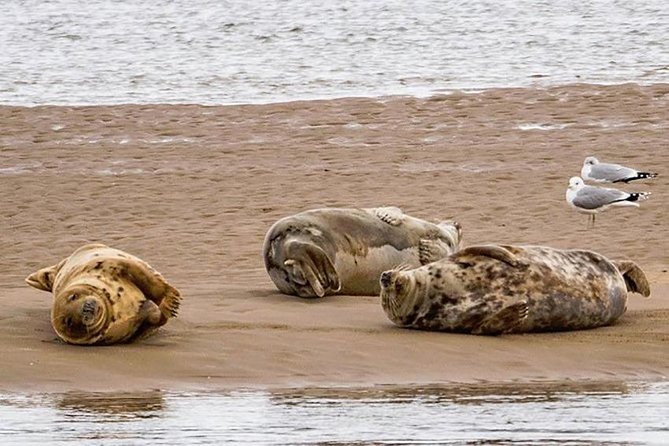 Invergordon Cruise Excursion to Dunrobin Castle, Dornoch and more - Loch Fleet National Nature Reserve: seals if conditions align