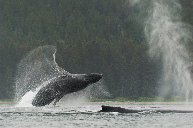 Juneau Shore Excursion: Paddle with Whales Kayak Adventure - Key Highlights at a Glance