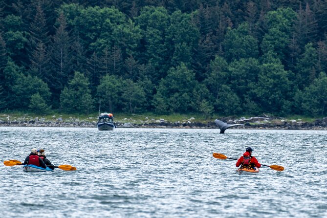Juneau Shore Excursion: Paddle with Whales Kayak Adventure - Getting to Auke Bay Harbor: Why the Goldbelt Tram Start Matters