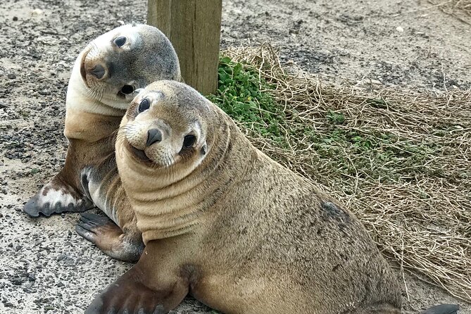 Kangaroo Island Shore Excursion Scenic Trail Tour - Key points before you go