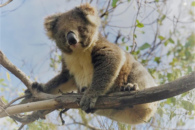 Kangaroo Island Shore Excursion Scenic Trail Tour - Pickup at 8:30 and the cruise-day reality check