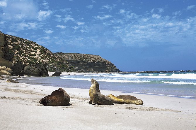 Kangaroo Island Shore Excursion Scenic Trail Tour - Price and value for $164.25: what you’re actually buying