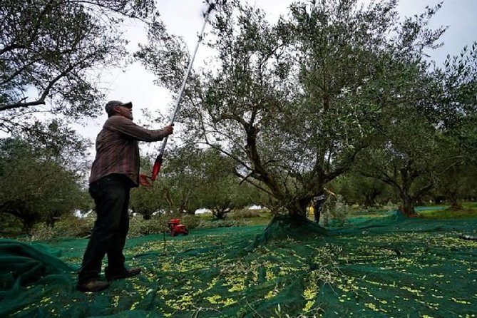 Katakolon Small Group Tour: Olympic site, Honey/Olive Oil Tasting - Who should book this tour, and who might skip it