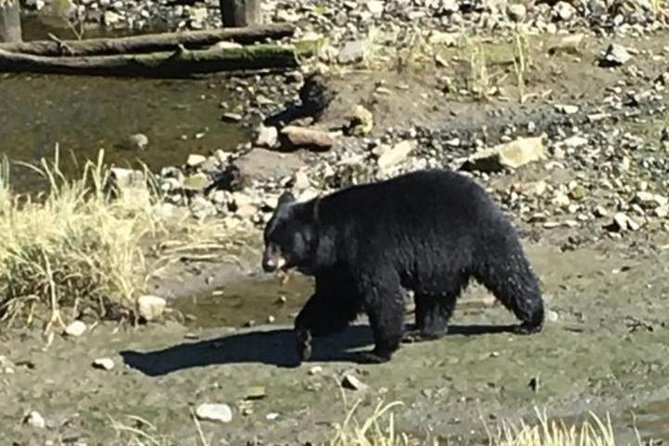 Ketchikan Shore Excursion: Eagle Sanctuary and Rainforest Wildlife Center - Key Highlights You’ll Actually Care About