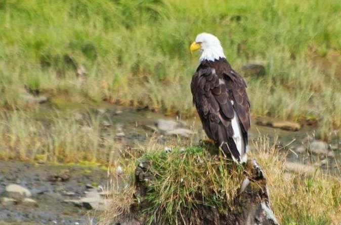 Ketchikan Shore Excursion: Eagle Sanctuary and Rainforest Wildlife Center - Refreshments and What’s Included (No Full Meal)
