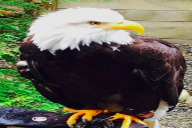 Ketchikan Shore Excursion: Eagle Sanctuary and Rainforest Wildlife Center - Stop 1: Herring Cove Rainforest Walk and Eagle Creek Wetlands