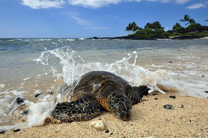 Kona Shore Excursion: Sea Turtles, Historic Kona & Coffee - Key Things I’d Put on Your Must-Do List