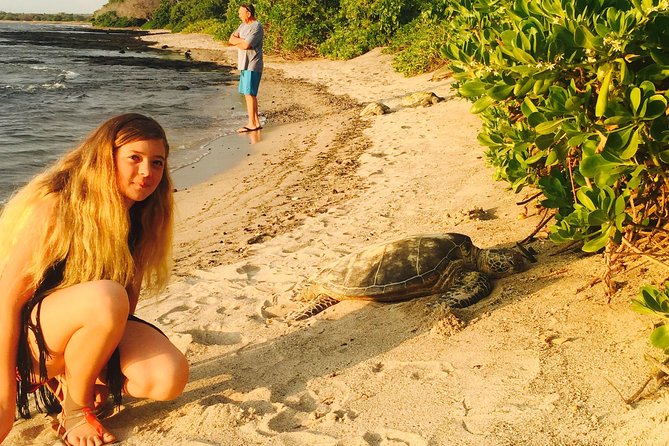 Kona Shore Excursion: Sea Turtles, Historic Kona & Coffee - Turtle Trail at Honokohau: How to Increase Your Odds