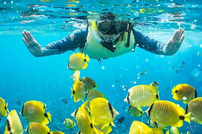 Kona Shore Excursion: Wild Dolphin Reefs Snorkel and Sea Caves - Kealakekua Bay snorkeling near Captain Cook: what you’ll see