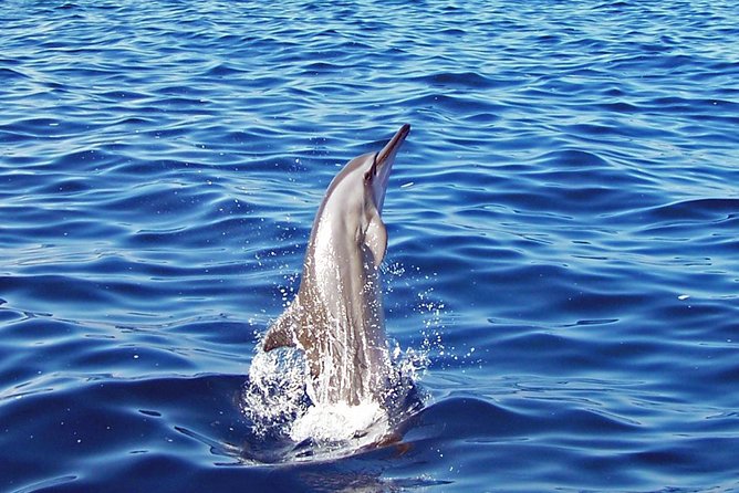 Kona Shore Excursion: Wild Dolphin Reefs Snorkel and Sea Caves - Sea caves and historical shoreline stops: how to set expectations