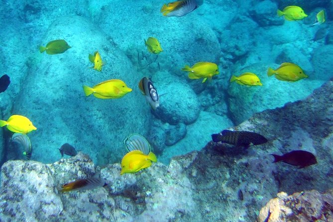 Kona Shore Excursion: Wild Dolphin Reefs Snorkel and Sea Caves - Food, snorkel gear, and comfort on a 3-hour schedule