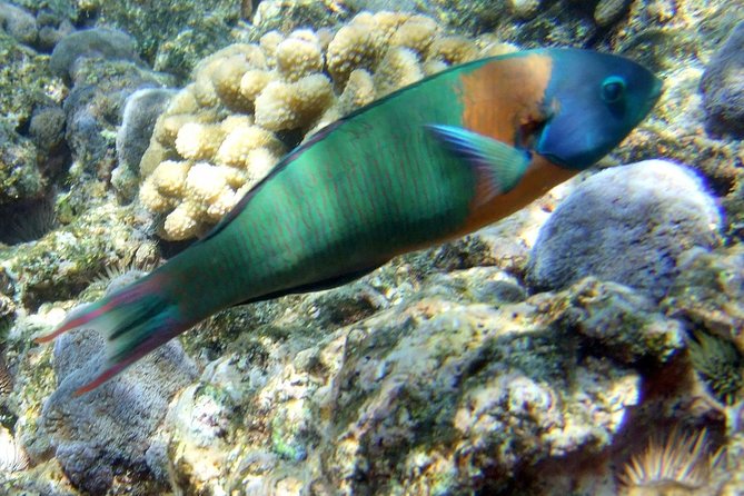 Kona Shore Excursion: Wild Dolphin Reefs Snorkel and Sea Caves - Crew names to remember and what they tend to do well