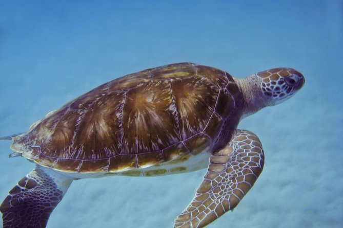 Kona Shore Excursion: Wild Dolphin Reefs Snorkel and Sea Caves - Whale and dolphin spotting rules: you’ll still get the magic