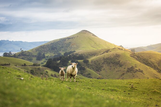 Larnach Castle Tour & Wildlife Cruise (Dunedin Shore Excursion) - Guides and Crew: The Story Is Part of the Value