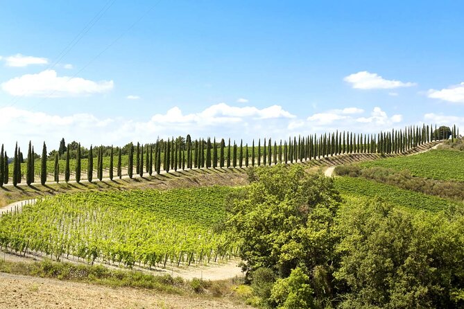 Livorno shore excursion: Bolgheri and Supertuscan private tour - Supertuscan Winery Visits: Vineyards, Cellars, and a Wine Specialist