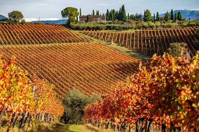 Livorno Shore Excursion: Chianti and Tuscany Countryside Private Wine Tour - Who this Livorno-to-Chianti tour suits best